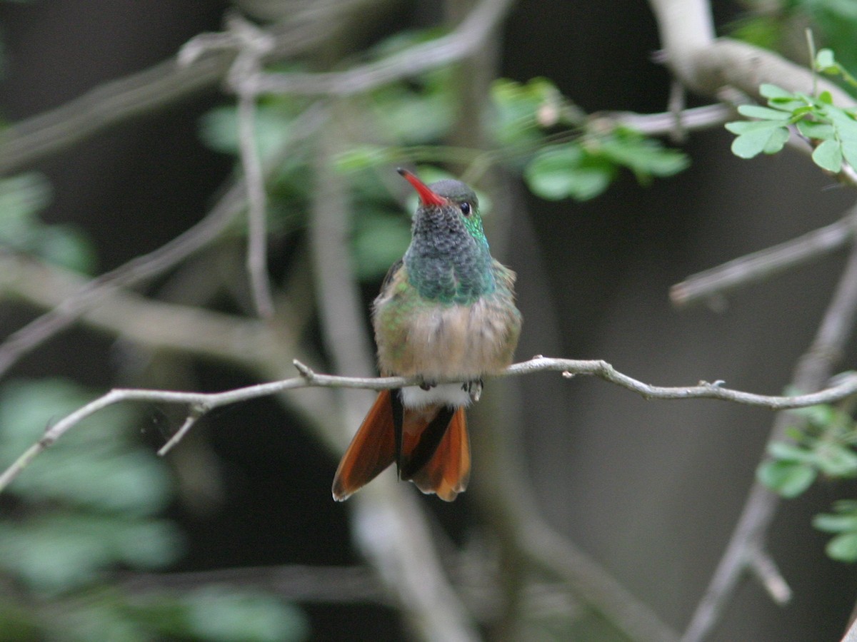 Buff-bellied Hummingbird - ML623585186