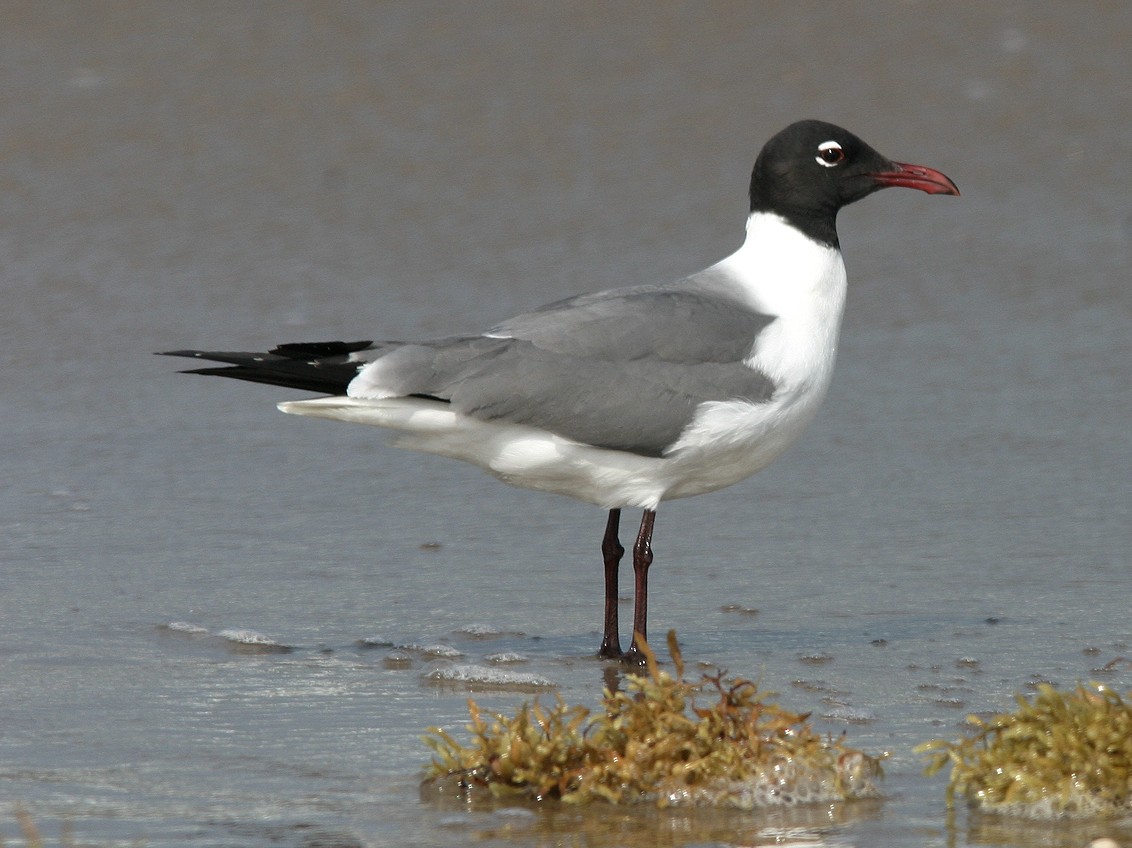 Laughing Gull - ML623585211