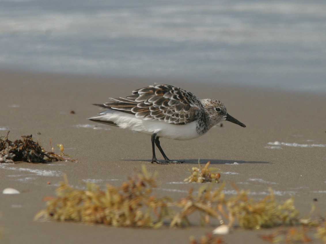 Sanderling - ML623585215