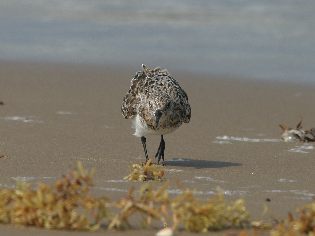 Sanderling - ML623585216