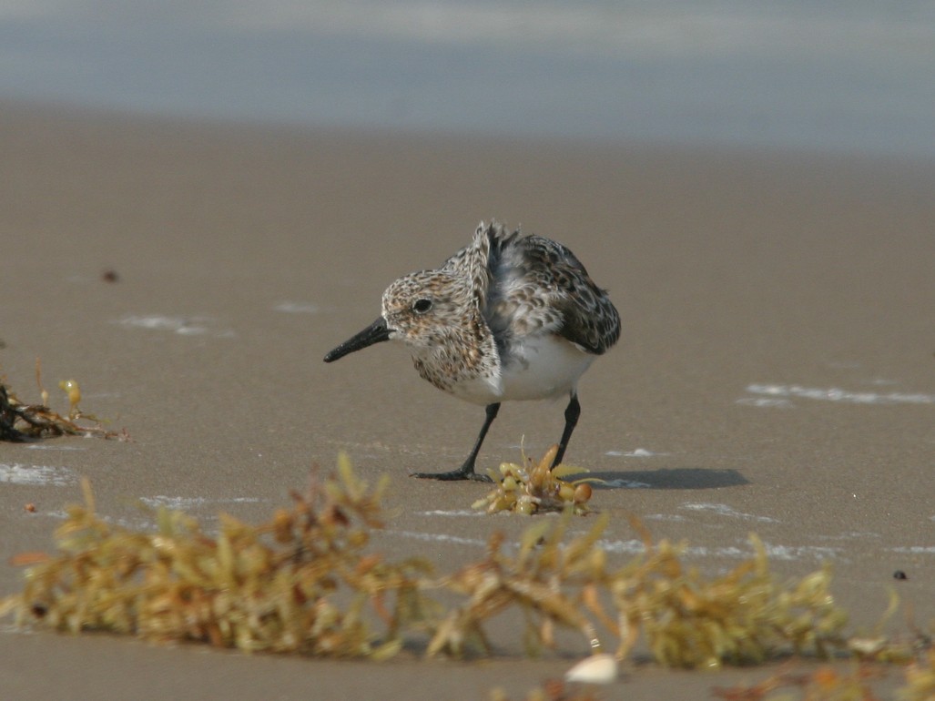 Sanderling - ML623585218