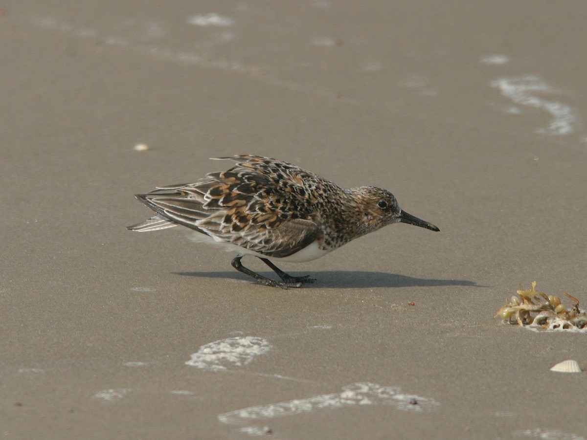 Sanderling - ML623585221