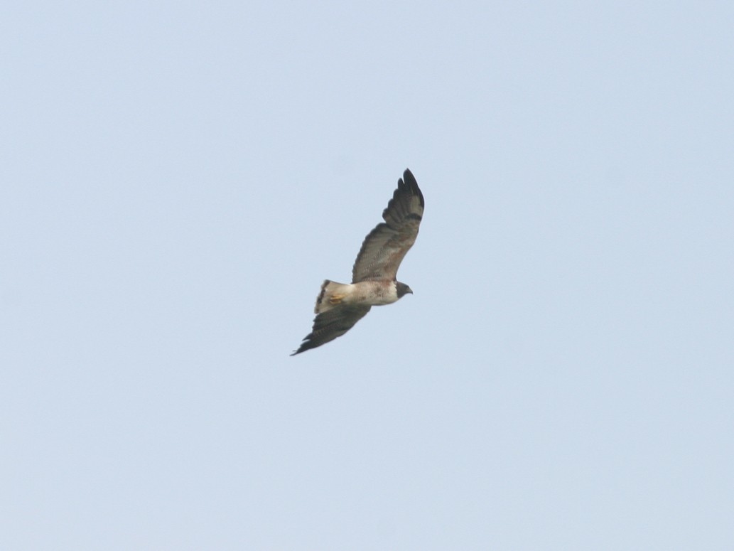 White-tailed Hawk - ML623585247