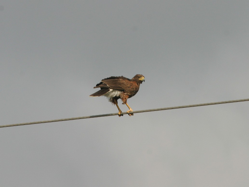 Harris's Hawk - ML623585248