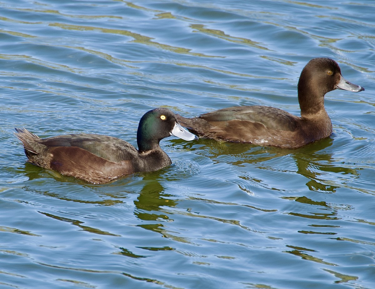 New Zealand Scaup - ML623585258