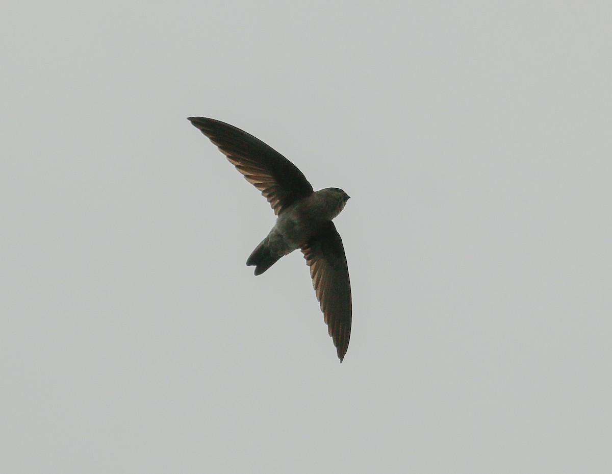 Germain's Swiftlet - ML623585262