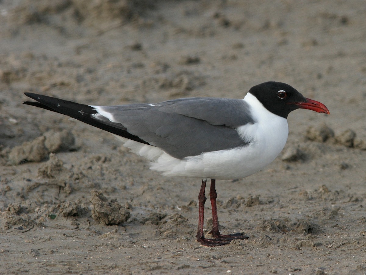 Gaviota Guanaguanare - ML623585273