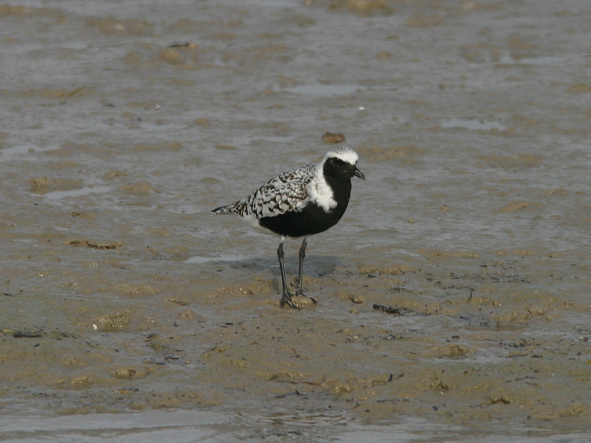 Black-bellied Plover - ML623585274