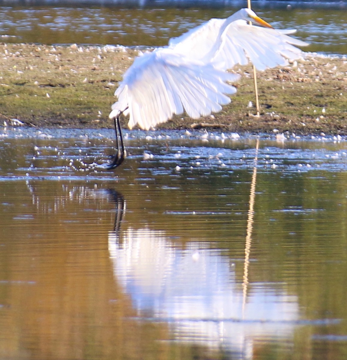 Grande Aigrette - ML623585299