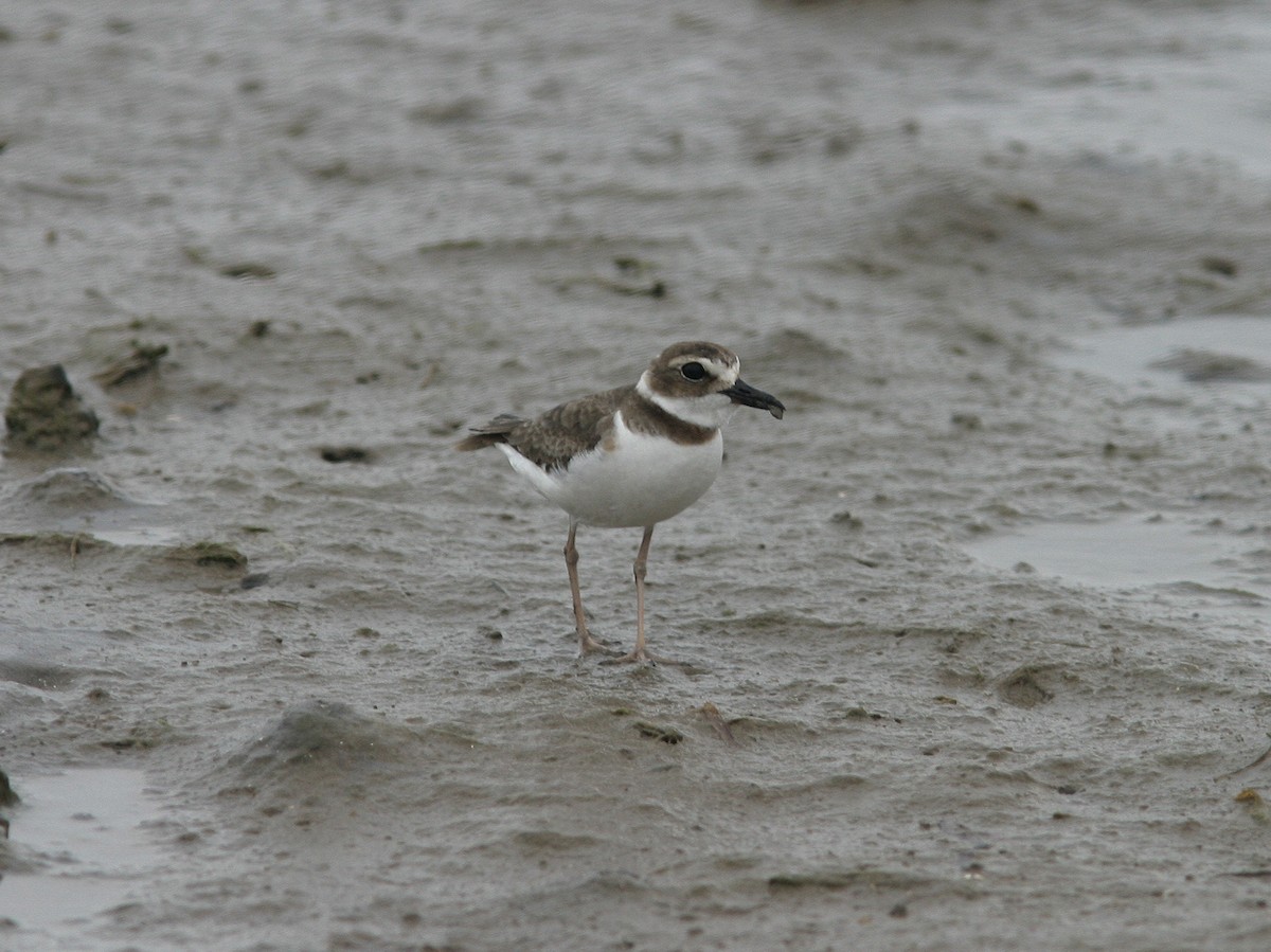 Wilson's Plover - ML623585304