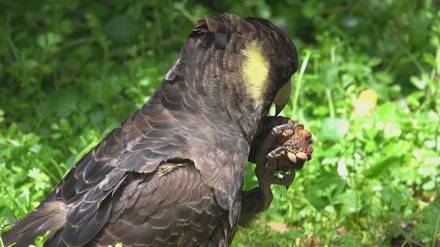 Yellow-tailed Black-Cockatoo - ML623585305