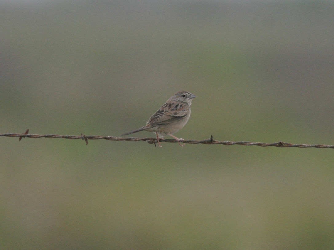 Botteri's Sparrow - ML623585316