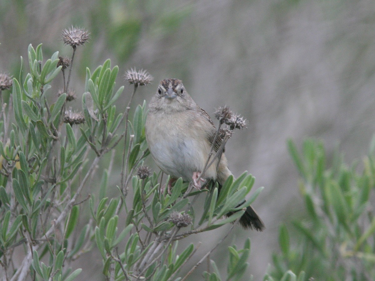 Botteri's Sparrow - ML623585318