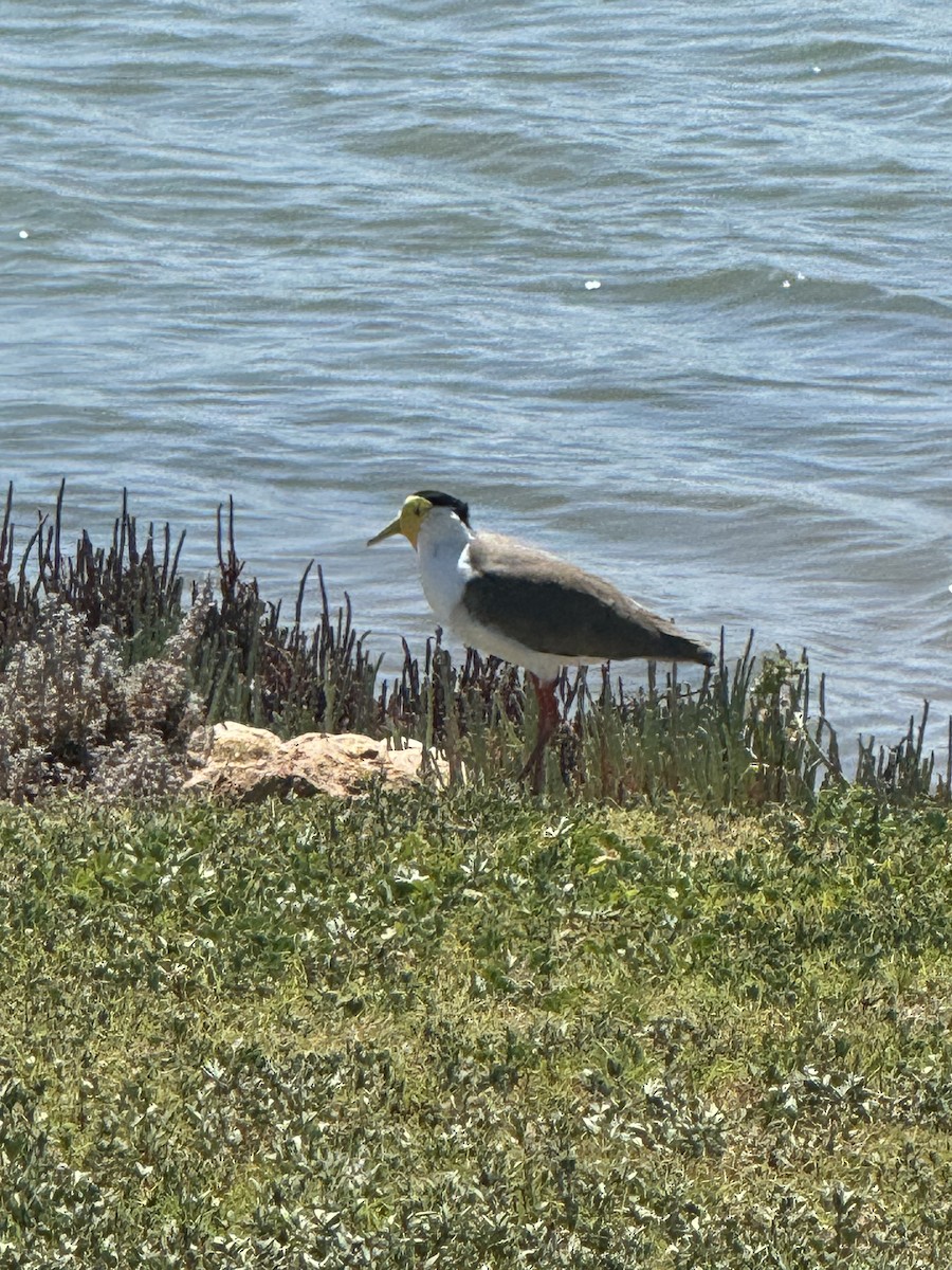 Masked Lapwing - ML623585352