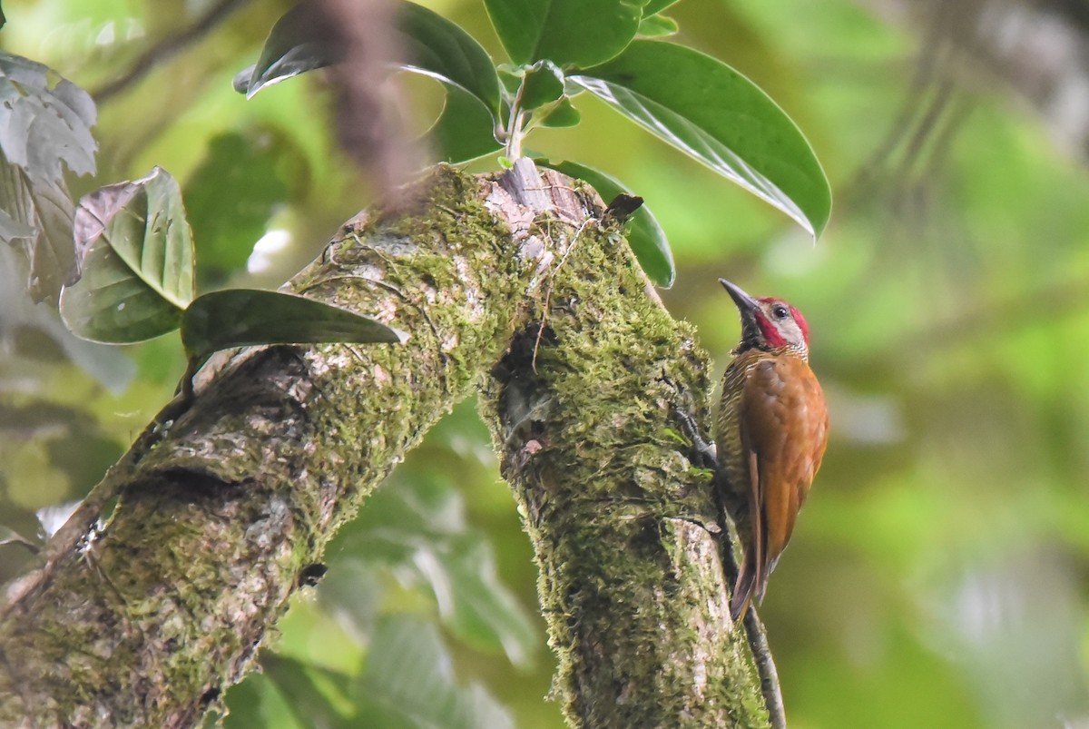 Golden-olive Woodpecker - ML623585374