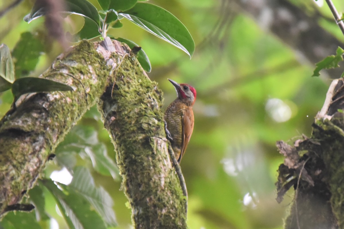 Golden-olive Woodpecker - ML623585375