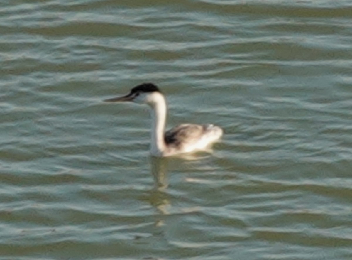 Clark's Grebe - ML623585399