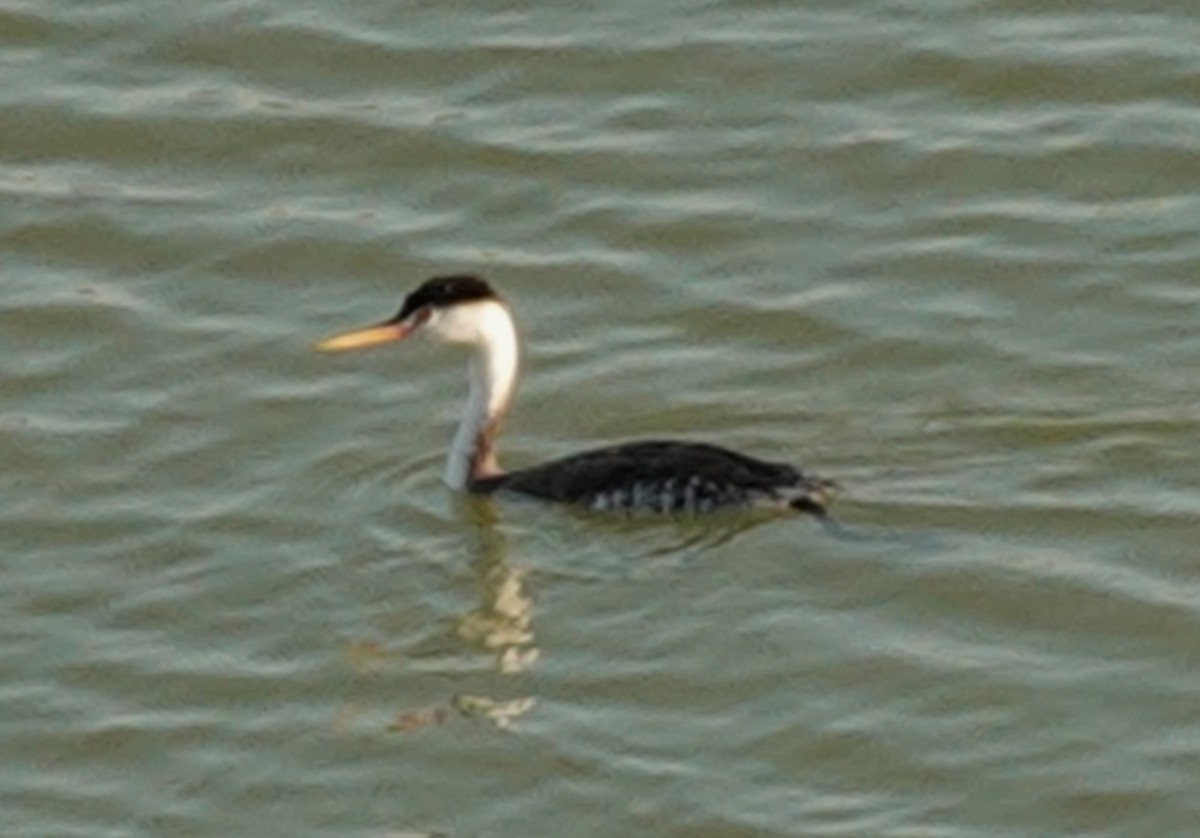 Clark's Grebe - ML623585405