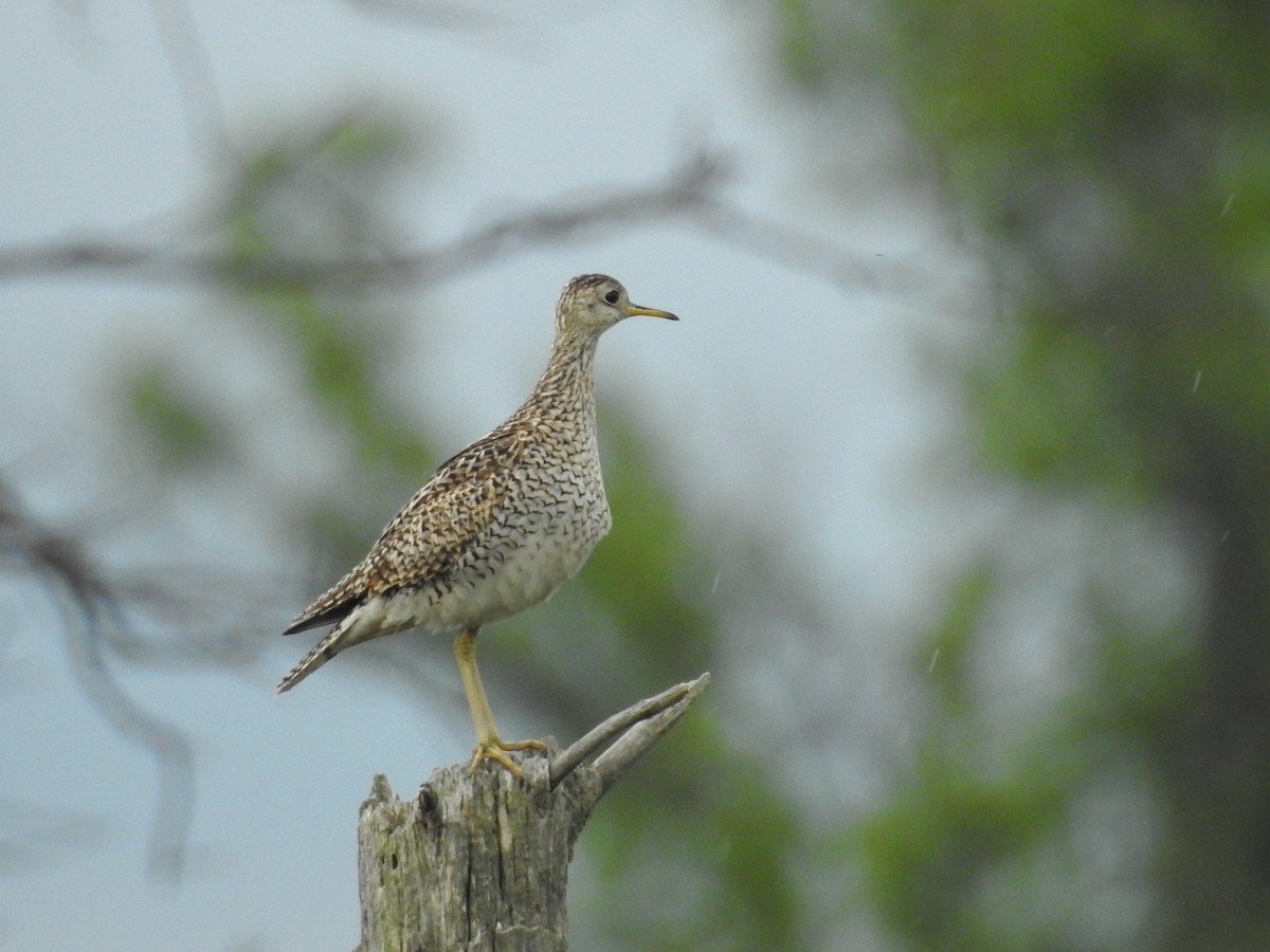 Upland Sandpiper - ML62358541