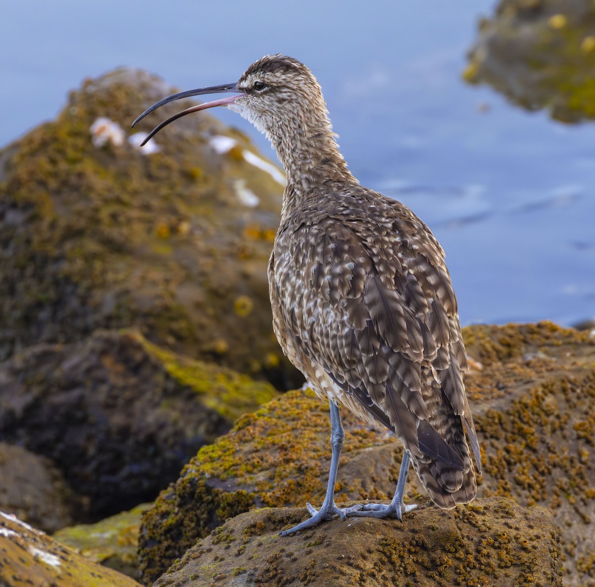 Whimbrel - ML623585433