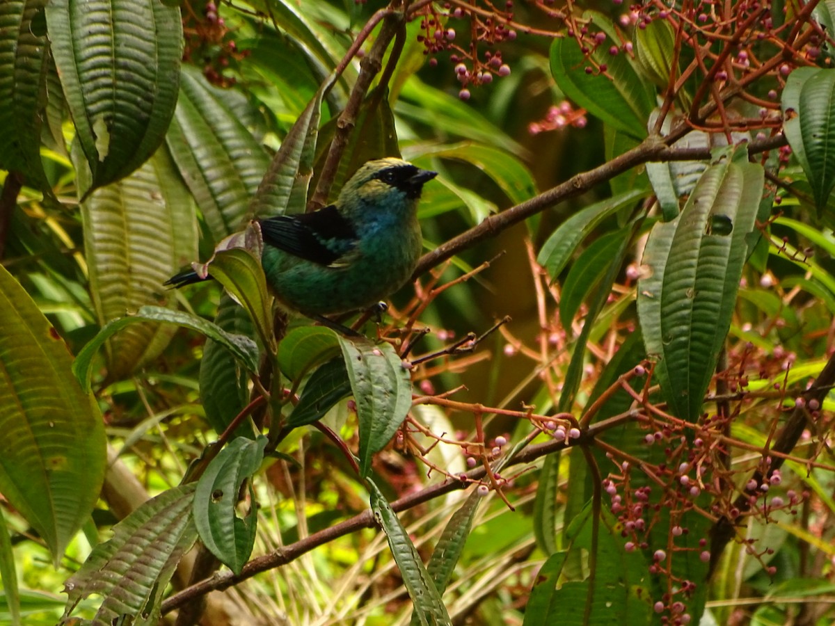 Metallic-green Tanager - ML623585456