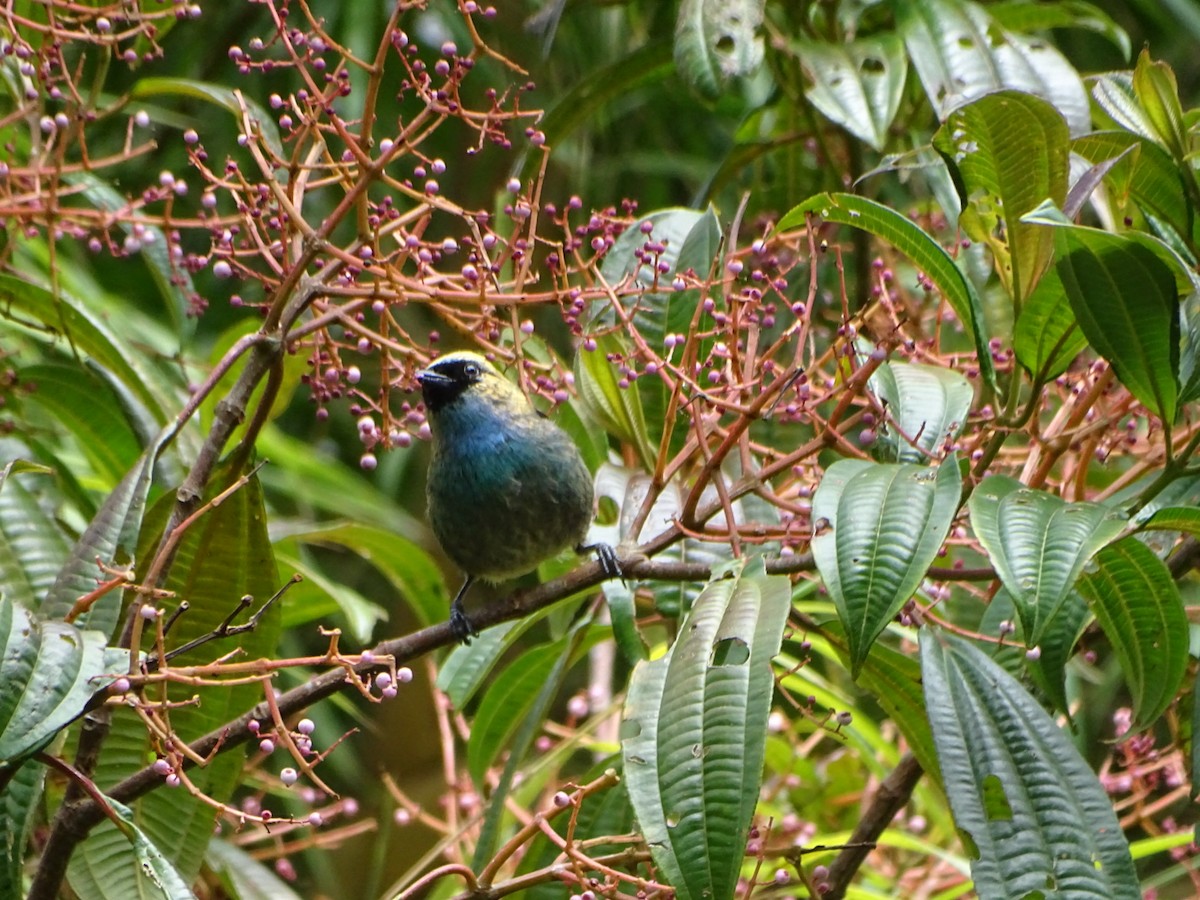 Metallic-green Tanager - ML623585457