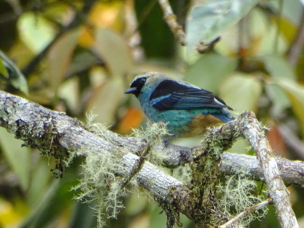 Metallic-green Tanager - Felipe Cardona Toro