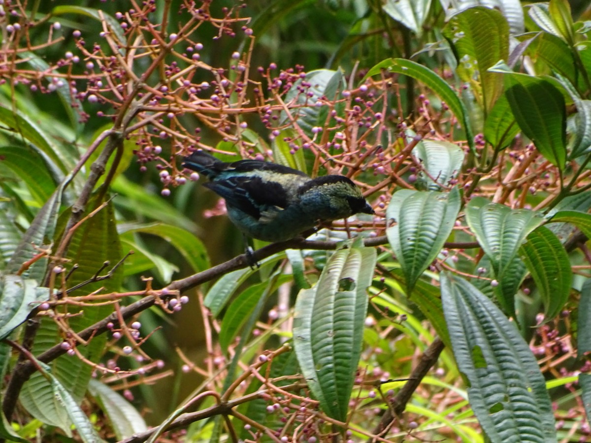 Metallic-green Tanager - ML623585459