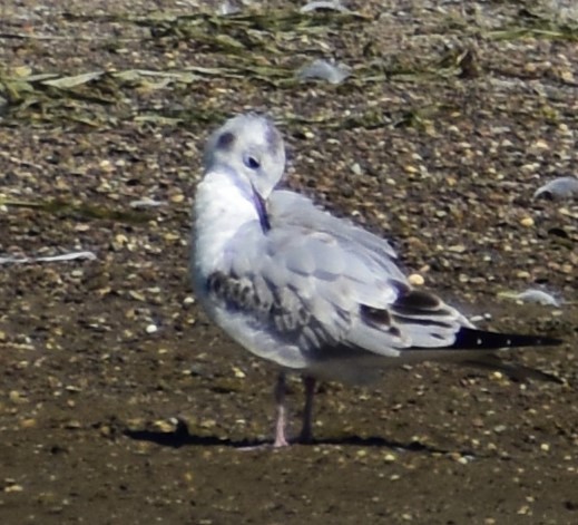 Küçük Karabaş Martı - ML623585475