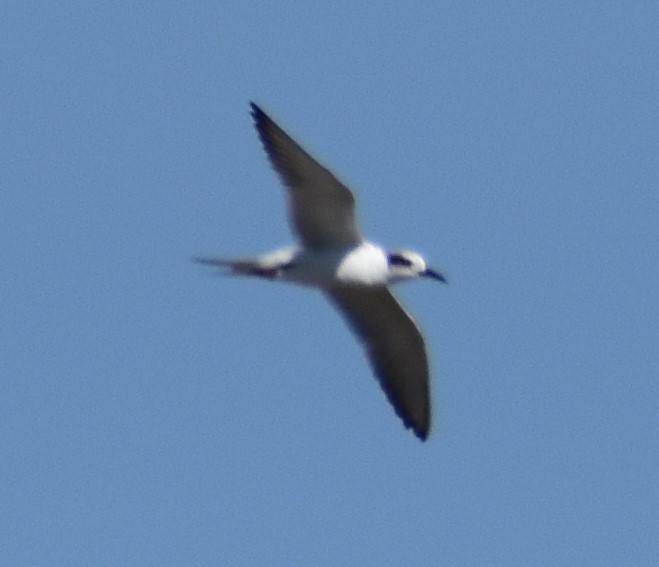 Maskeli Sumru - ML623585493