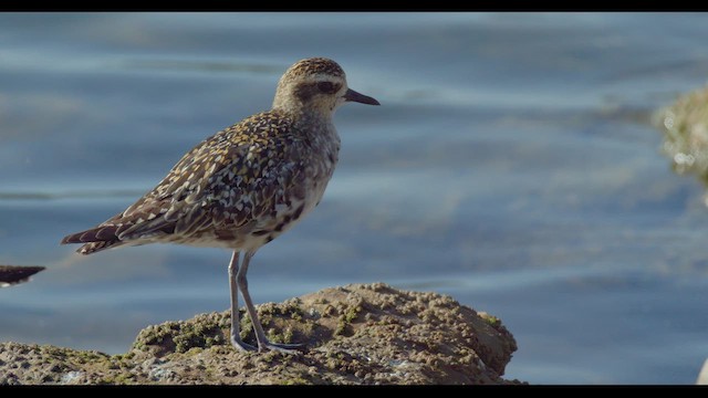 Pacific Golden-Plover - ML623585497