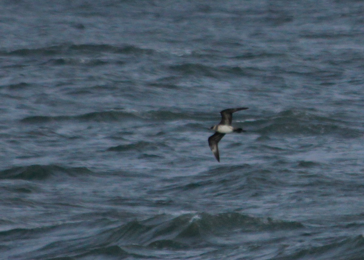 Parasitic Jaeger - ML623585574