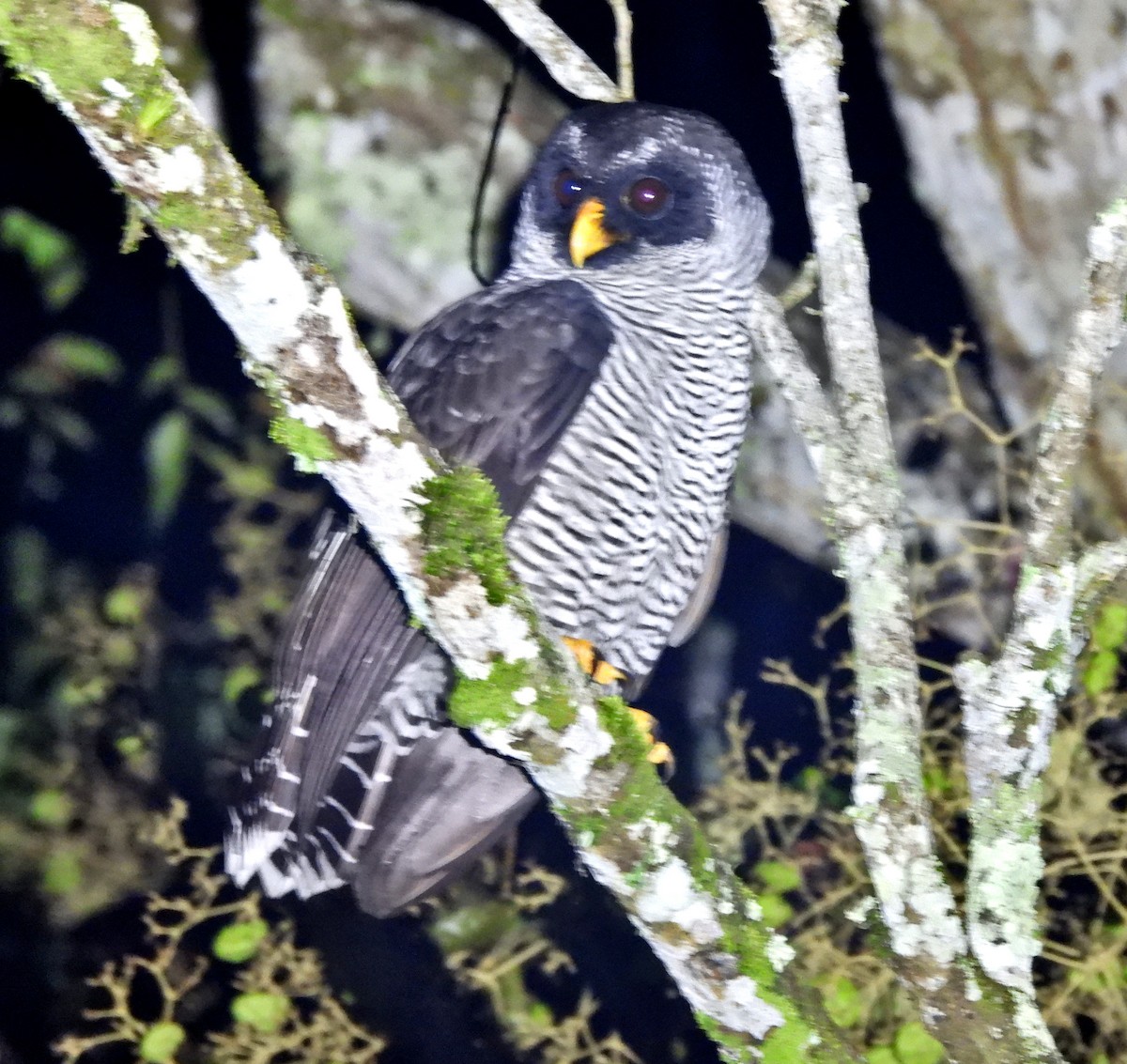 Black-and-white Owl - Dallas Levey