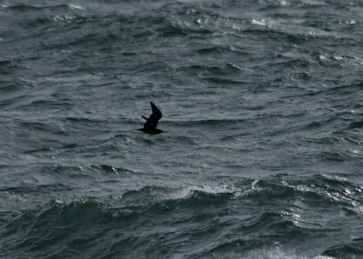 Pomarine Jaeger - ML623585581