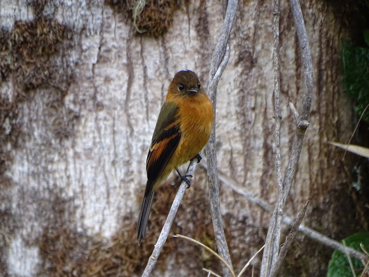 Cinnamon Flycatcher - ML623585585