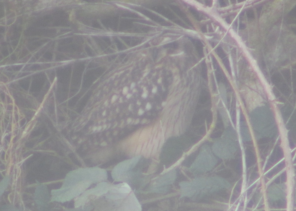 Short-eared Owl (Northern) - ML623585645