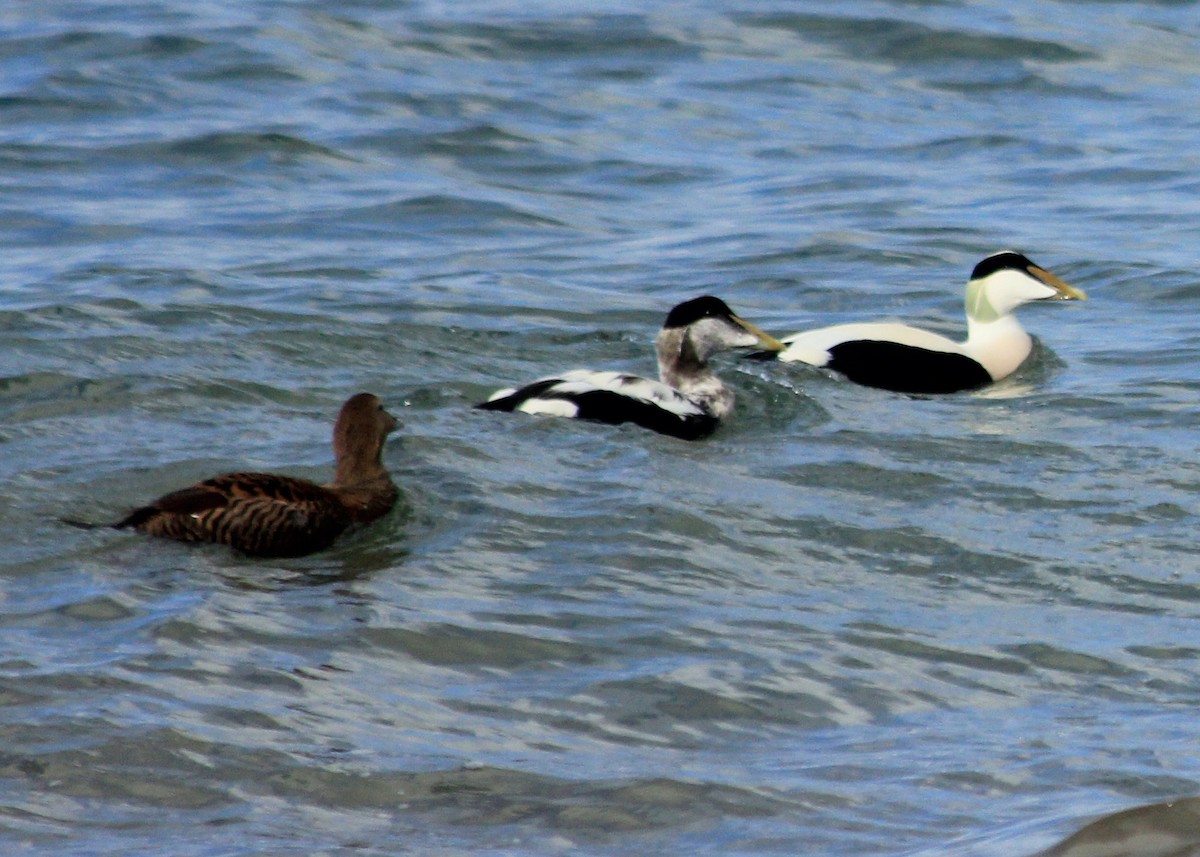 Common Eider (Eurasian) - ML623585665