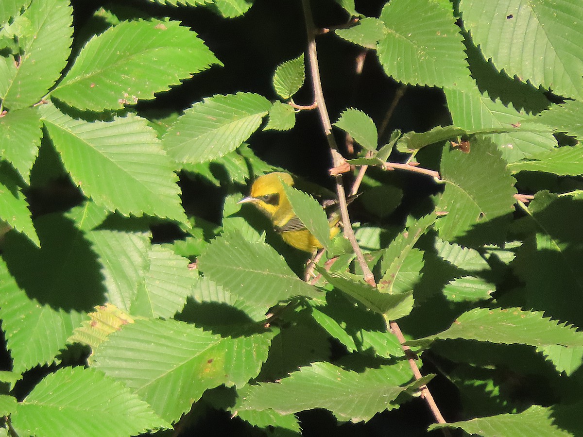 Lawrence's Warbler (hybrid) - ML623585674