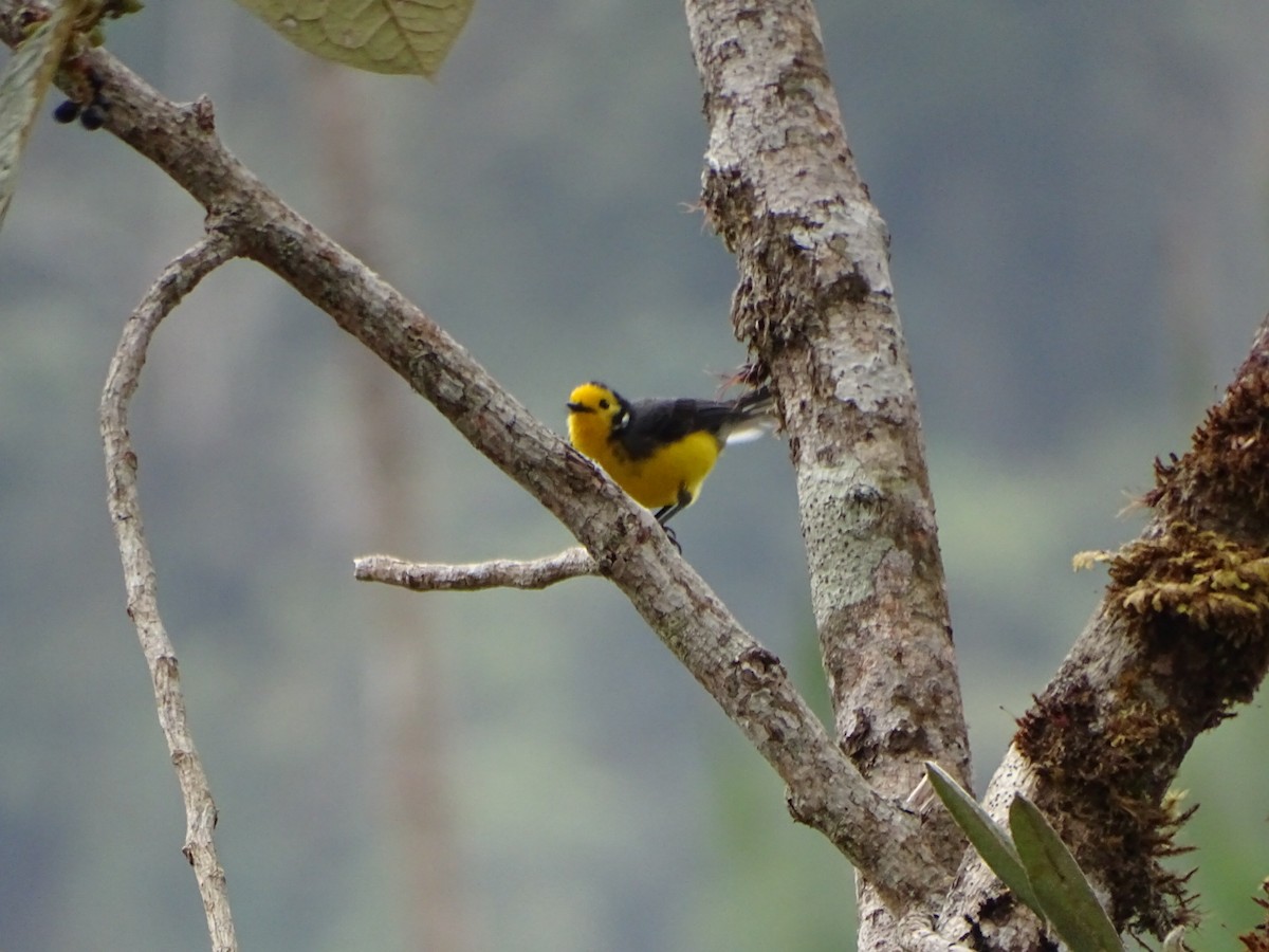 Golden-fronted Redstart (Golden-fronted) - ML623585688