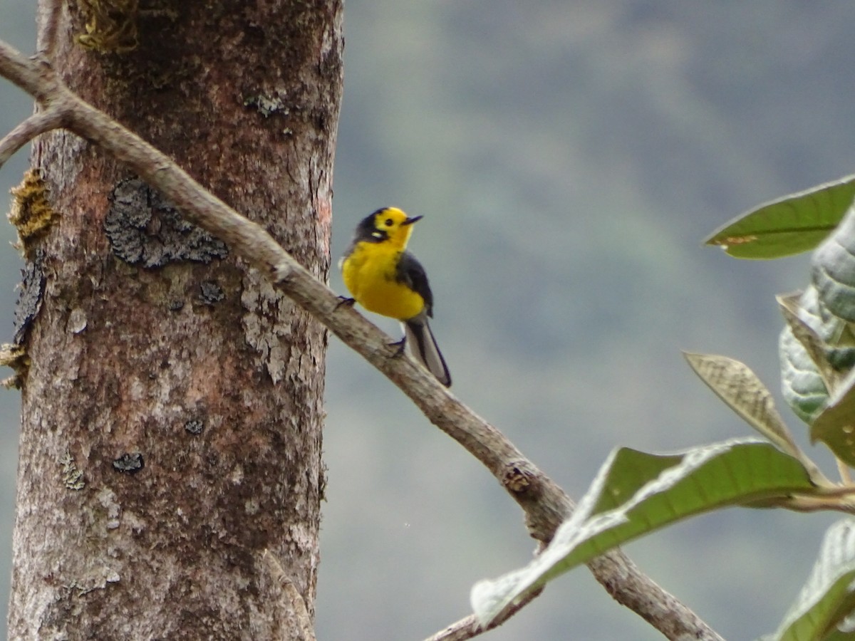 Golden-fronted Redstart (Golden-fronted) - Felipe Cardona Toro