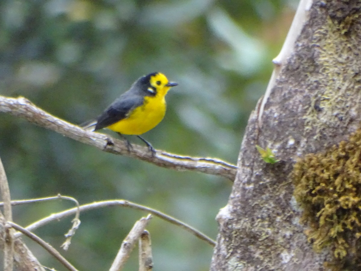 Golden-fronted Redstart (Golden-fronted) - ML623585690