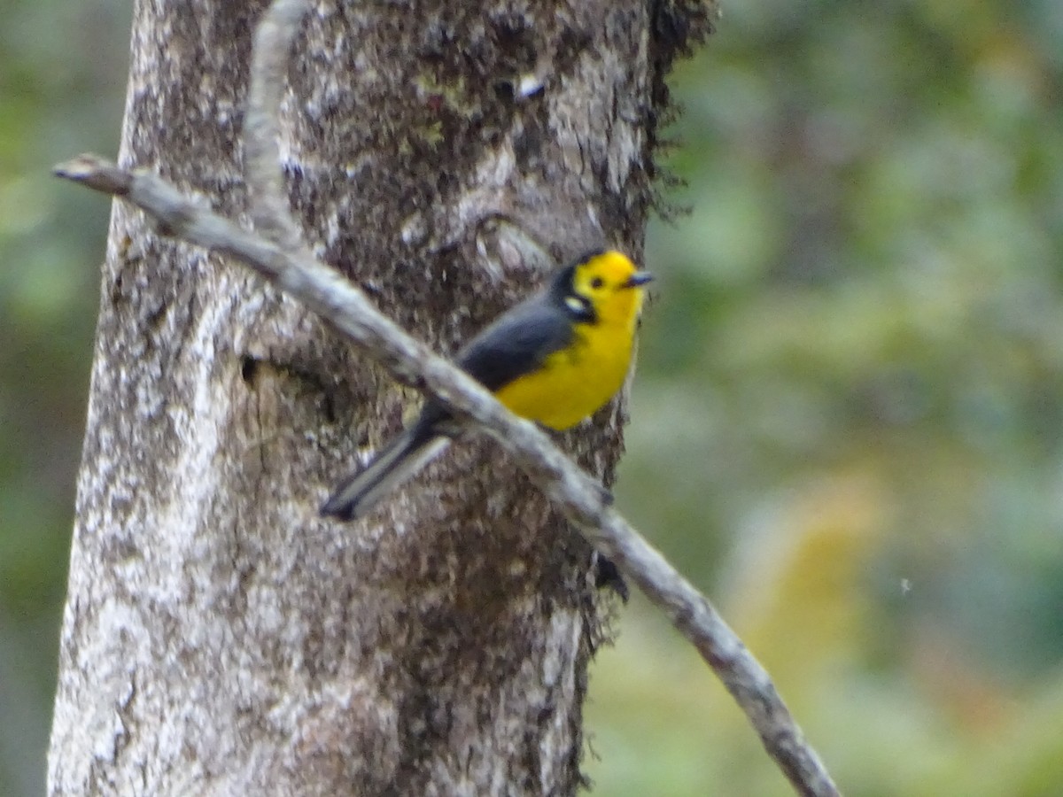 Golden-fronted Redstart (Golden-fronted) - Felipe Cardona Toro