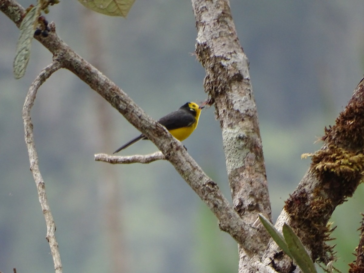 Golden-fronted Redstart (Golden-fronted) - Felipe Cardona Toro