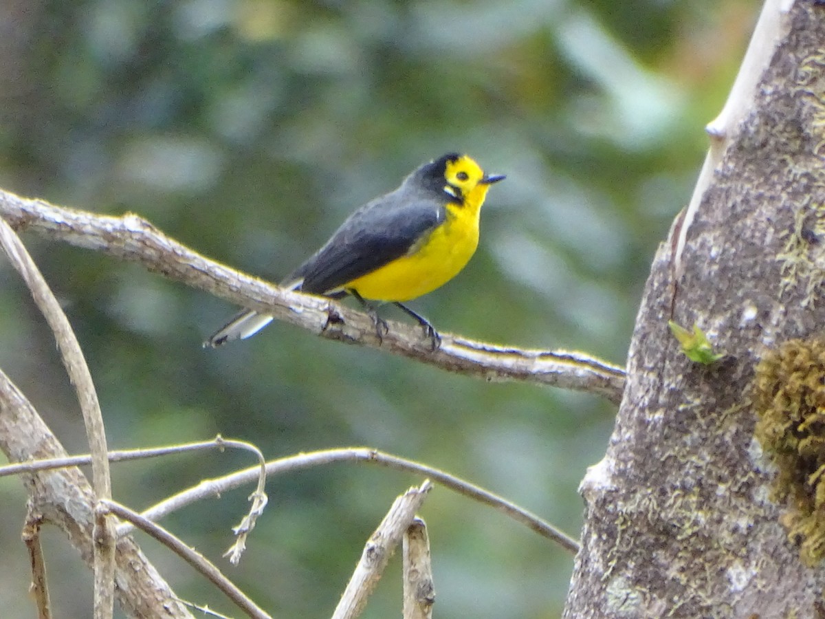 Golden-fronted Redstart (Golden-fronted) - ML623585696