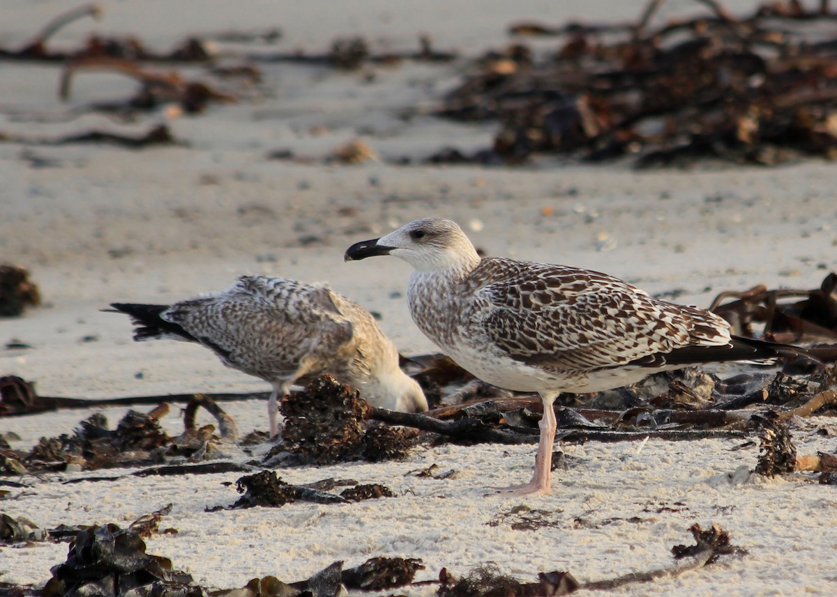 Great Black-backed Gull - ML623585713