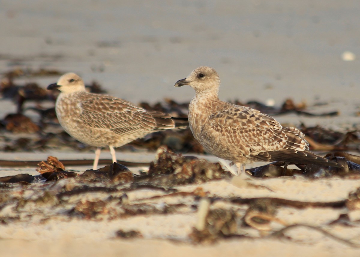 Herring Gull (European) - ML623585714