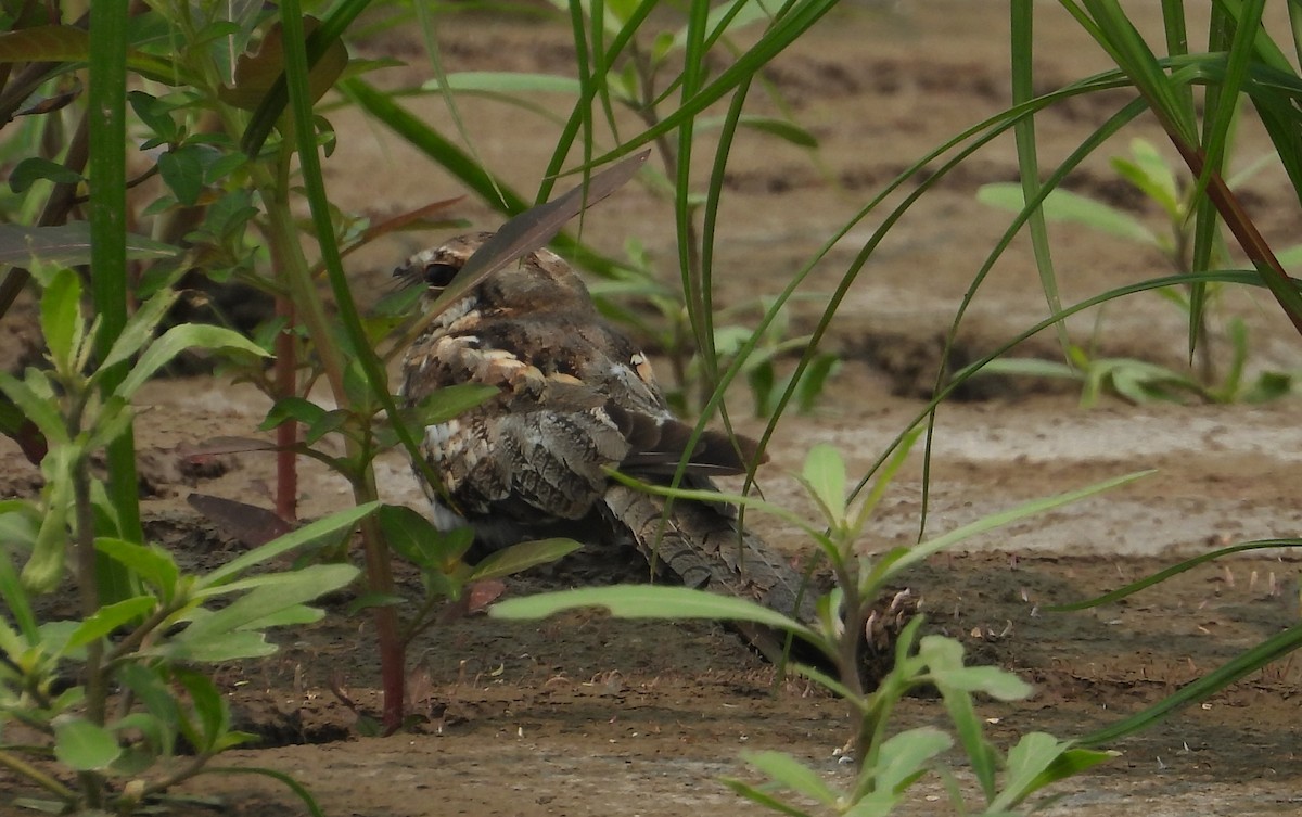 Ladder-tailed Nightjar - Fernando Angulo - CORBIDI