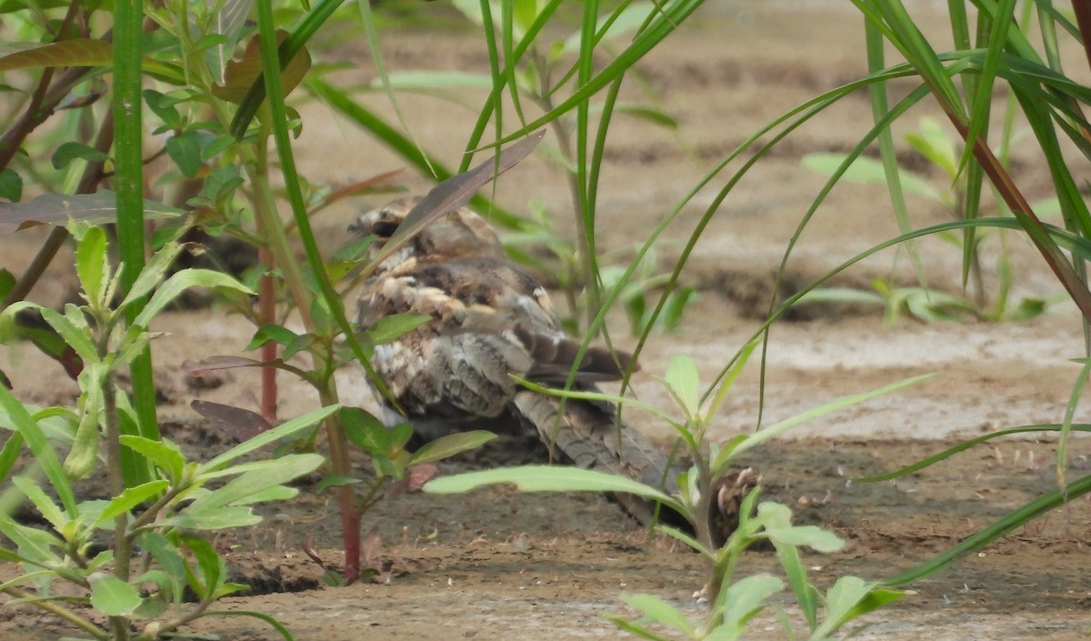 Ladder-tailed Nightjar - ML623585780