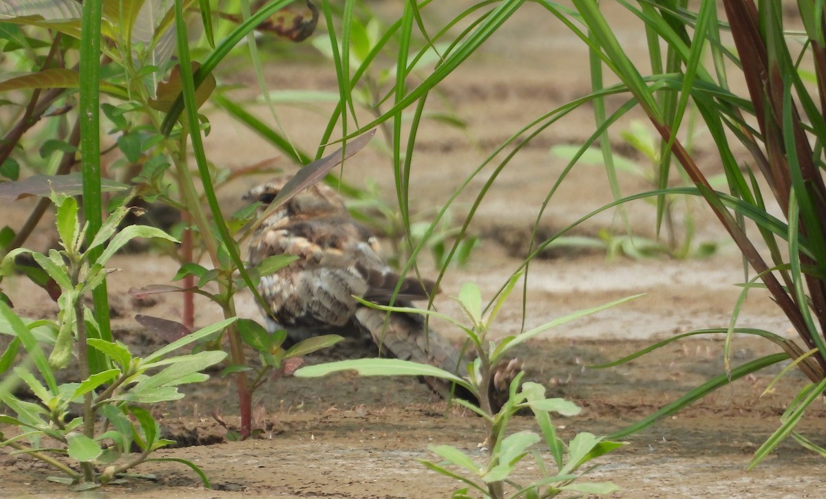 Ladder-tailed Nightjar - ML623585781