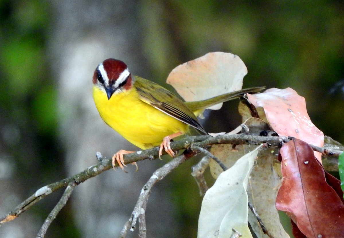 Chestnut-capped Warbler - ML623585788